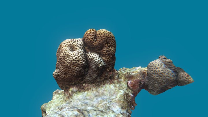 ocean - A 3D model collection by baxterbaxter - Sketchfab