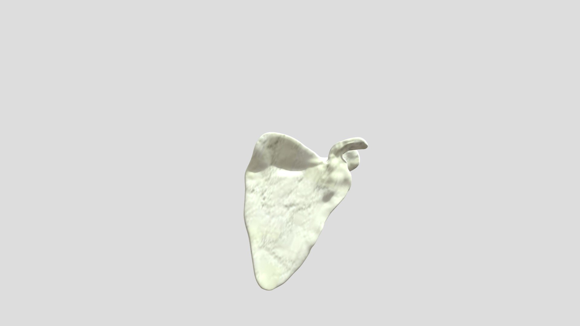 Scapula