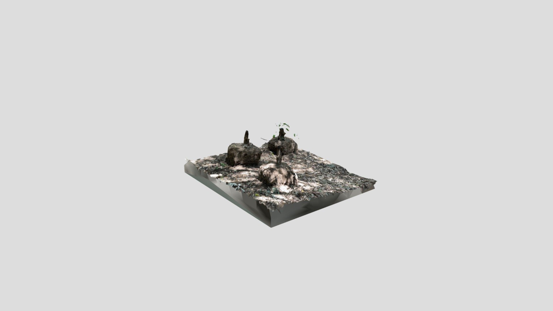 Tree stump trio