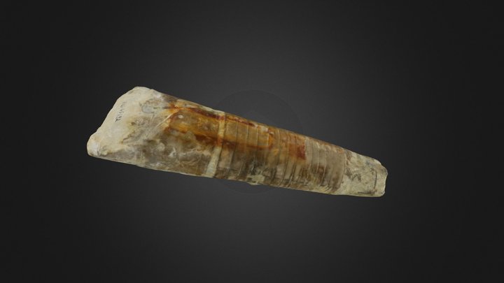 Treptoceras cf. duseri (PRI 45492) – Gratis 3D-model STL
