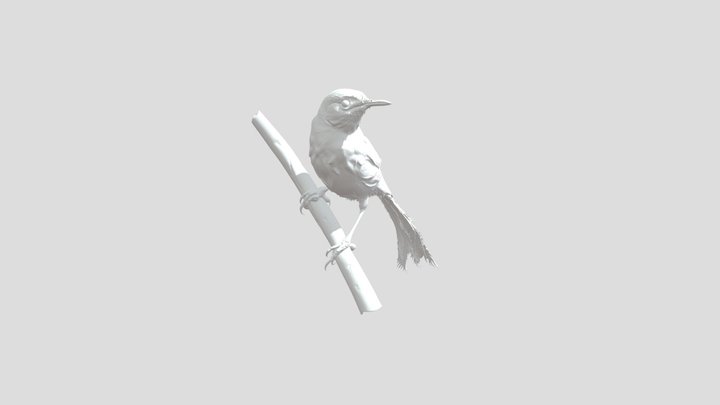 Yellow-bellied-Prinia Prinia-flaviventris – Modello 3D gratuito STL