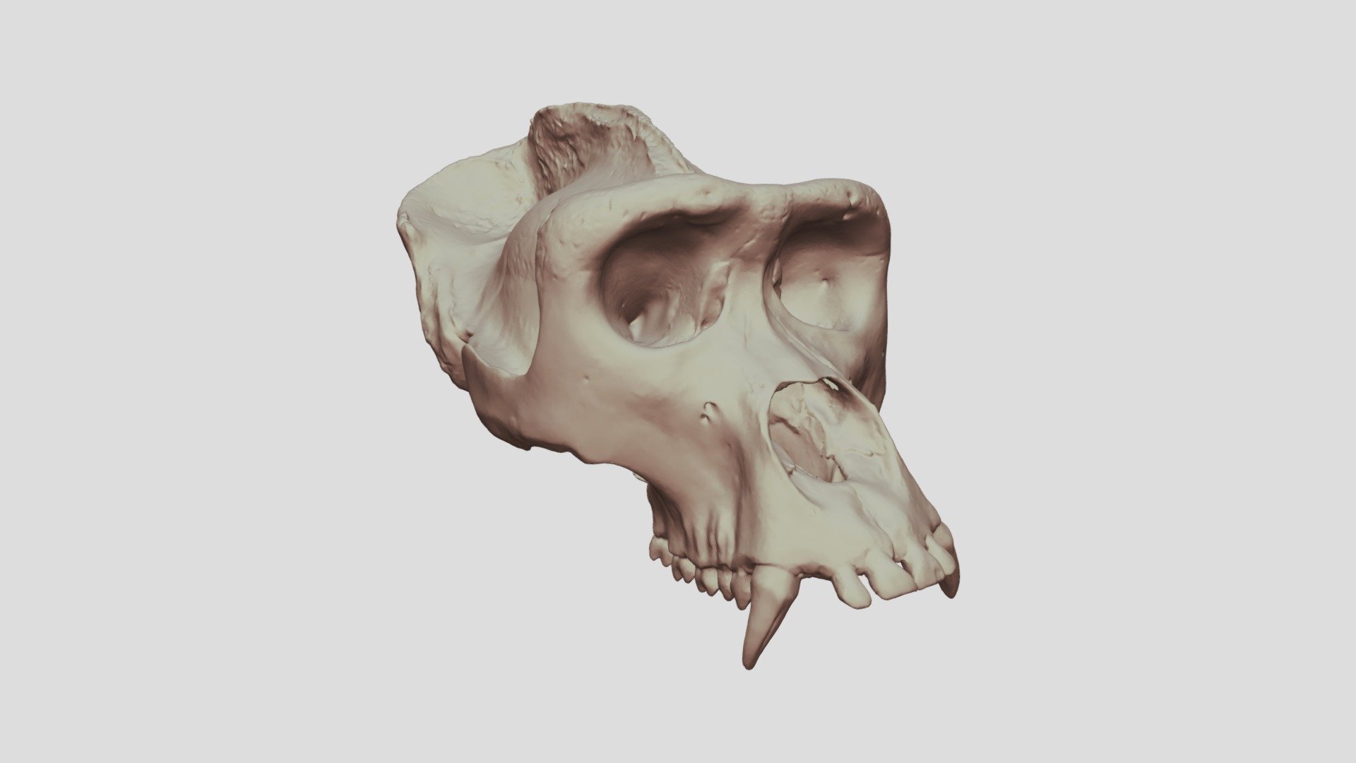 Crâne 6
