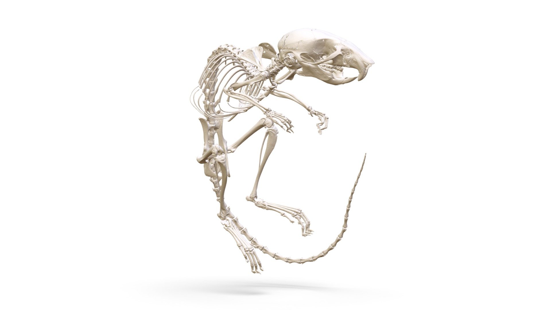 Apodemus uralensis (MSB:Mamm:249393) - 3D model by Biodiversity ...