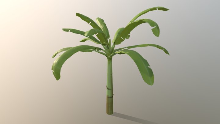 Banana Tree 3D Model