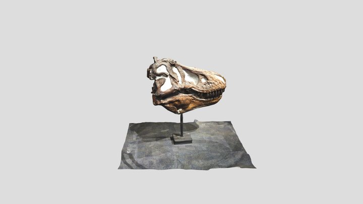 T-Rex Skull Fossil 3D Model