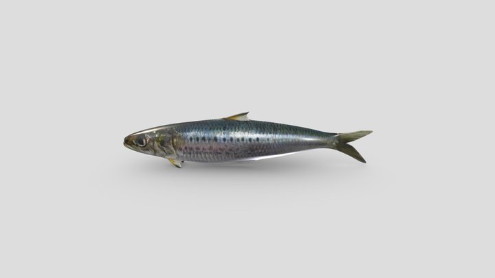 Sardine Lowpoly 3D Model