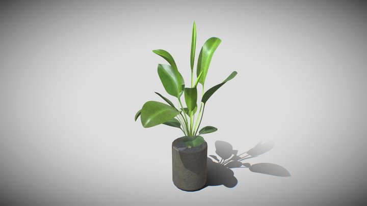 Rhyzome Plant 3D Model