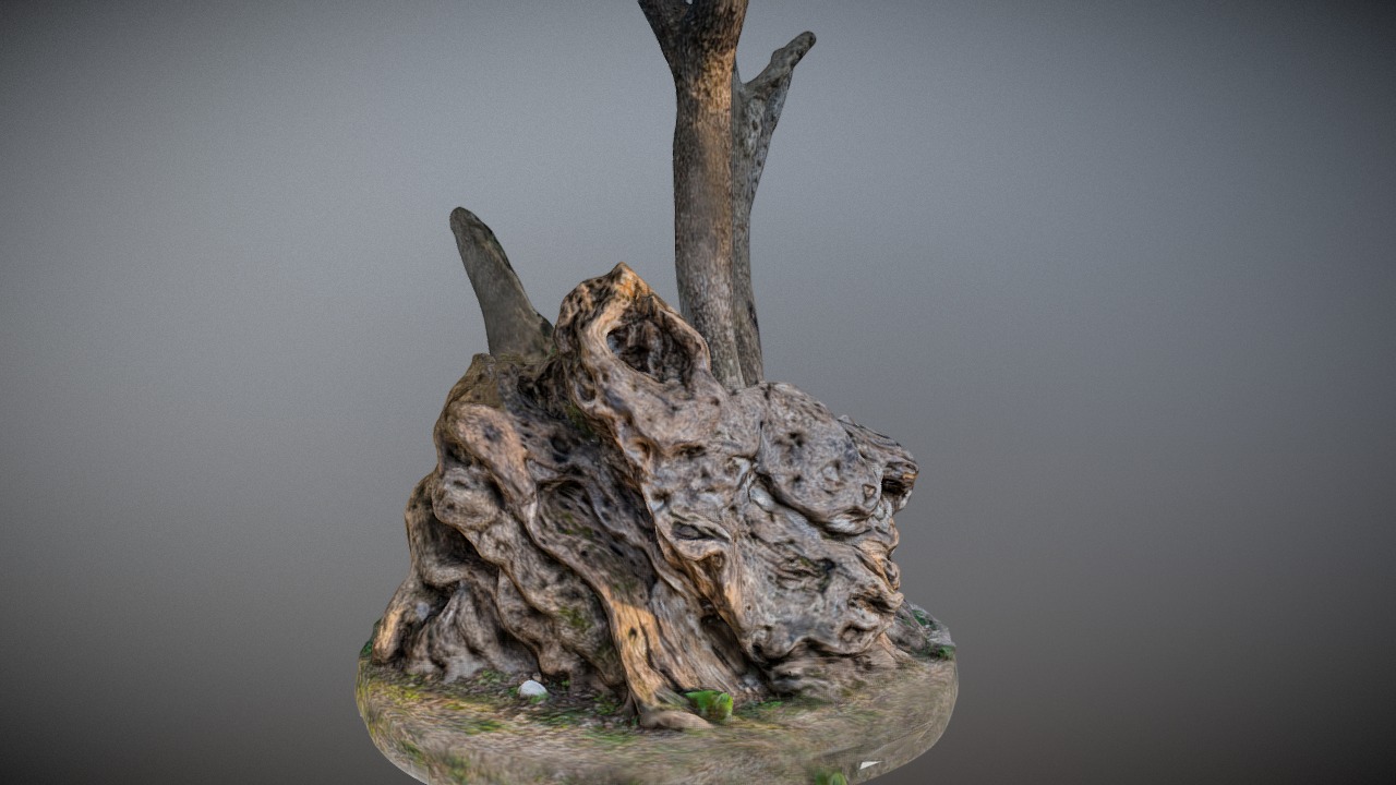 3D model 1300 Year Old Olive Tree - This is a 3D model of the 1300 Year Old Olive Tree. The 3D model is about a tree stump with a statue of a person on it.