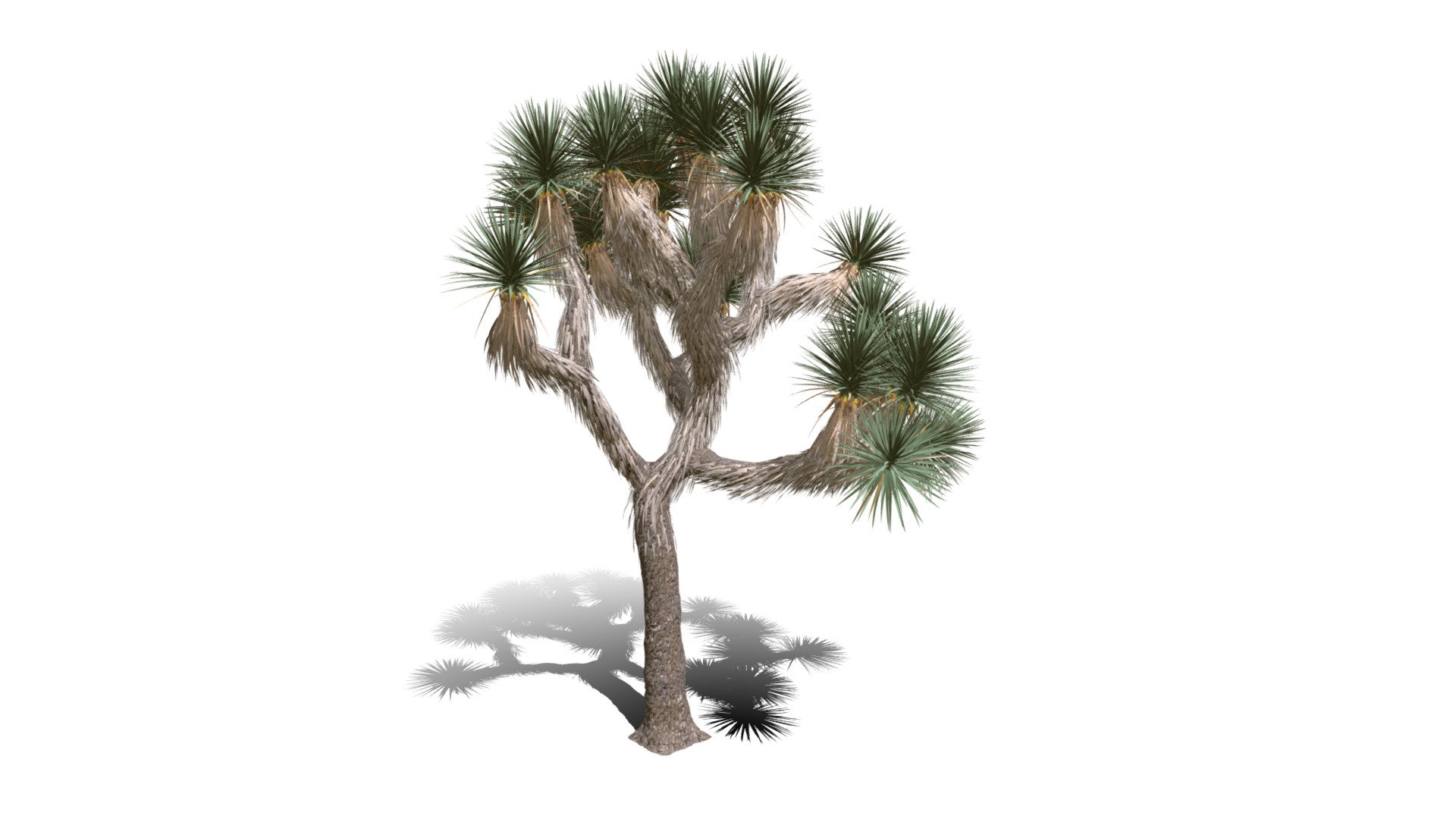 Realistic HD Joshua tree (19/30) - Download Free 3D model by