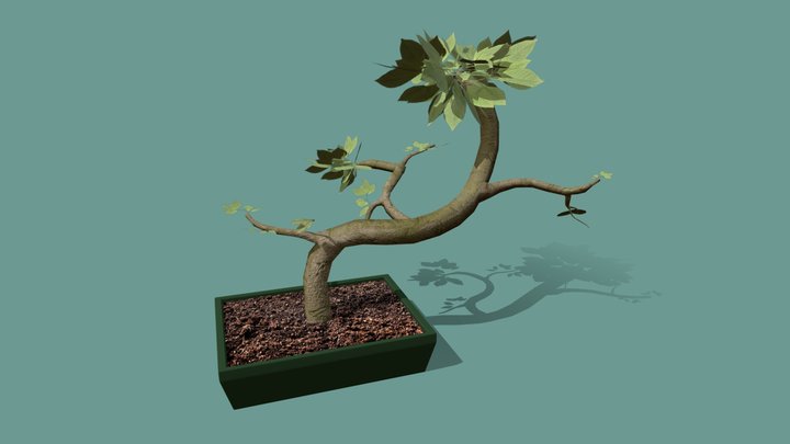 Bonsai Plant 3D Model