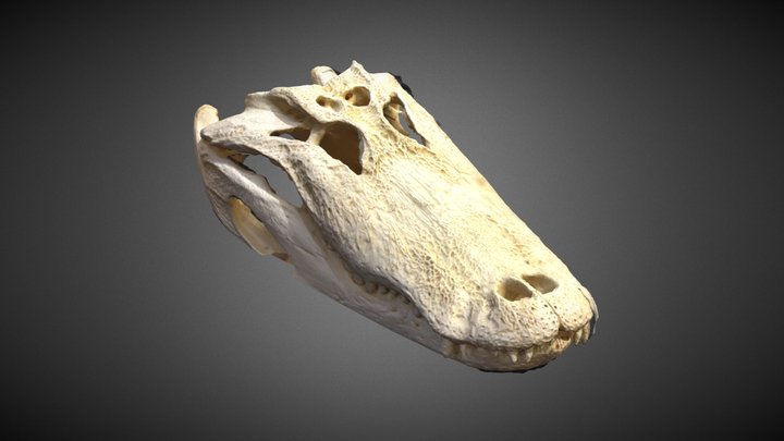 Gator Skull 3D Model