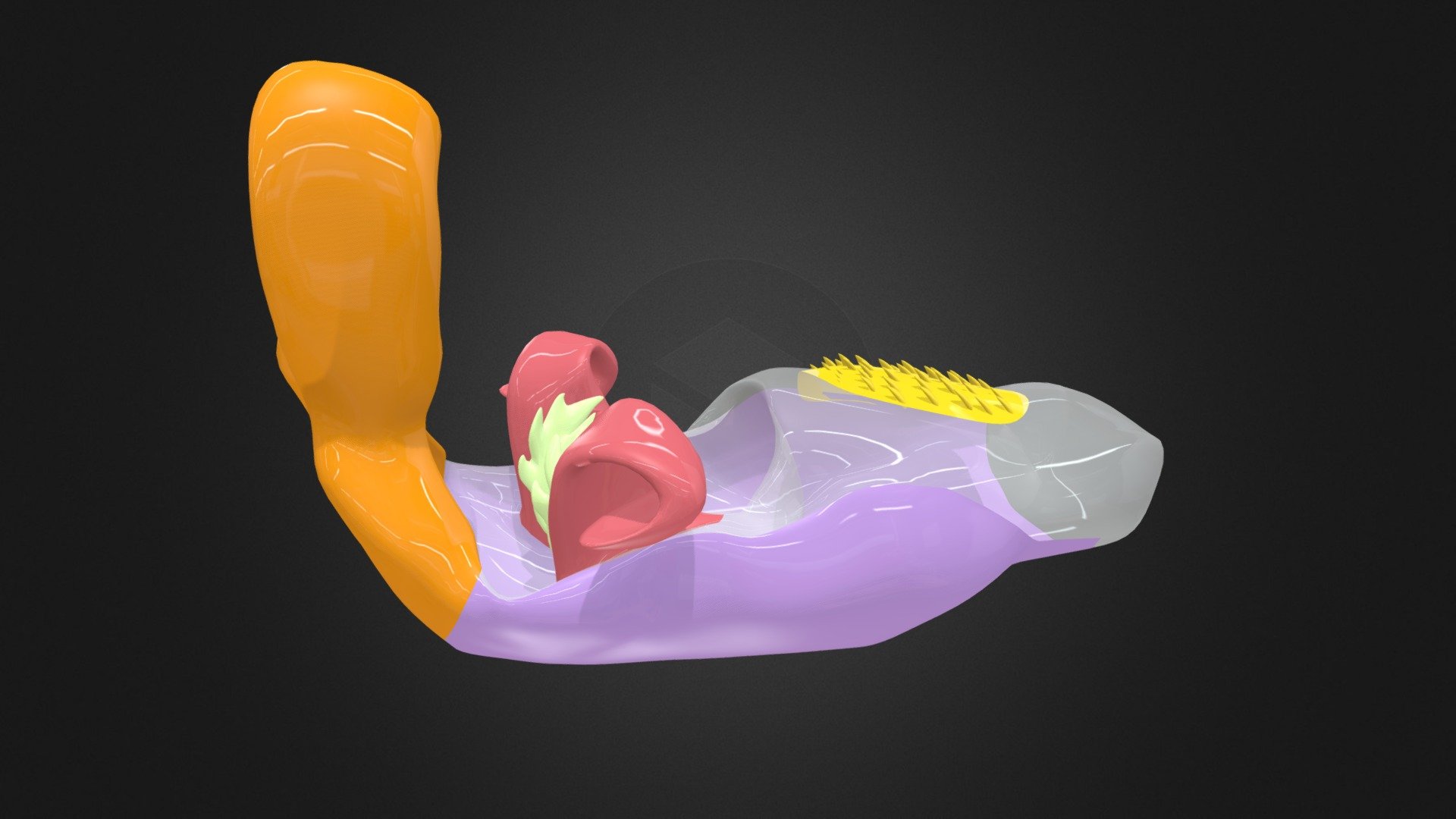 Sepsis Fulgens - Phallus