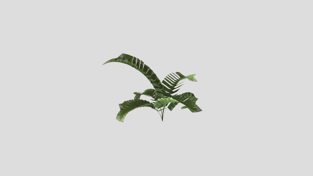 Forest Fern