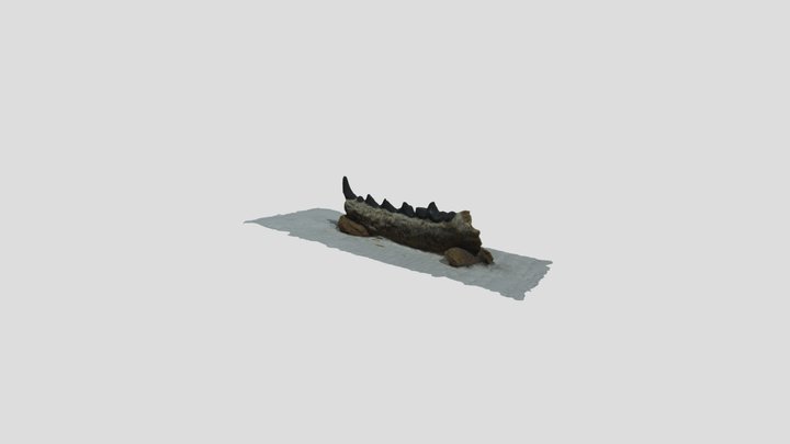 Lodise Mustelid Jaw w/texture 3D Model