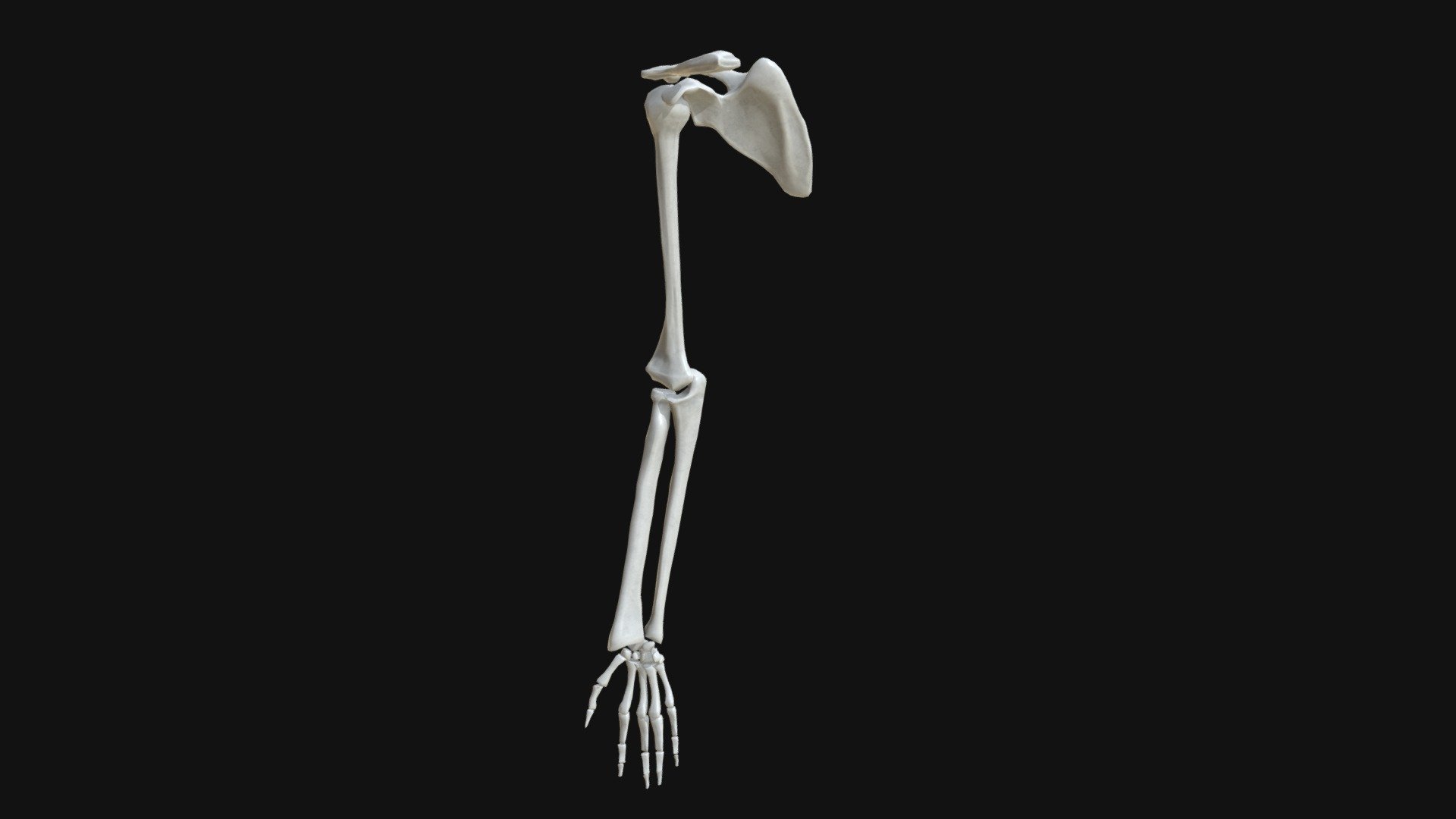 arm bones