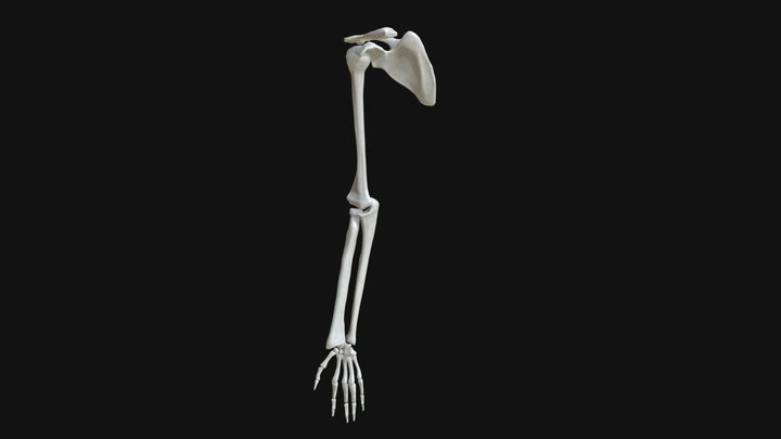 Anatomy - Hand and arm bones 3D Model