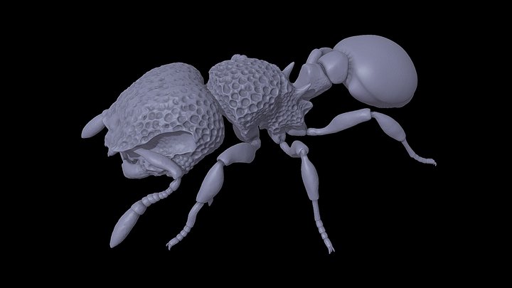 Mayriella – Kostenloses 3D-Modell STL