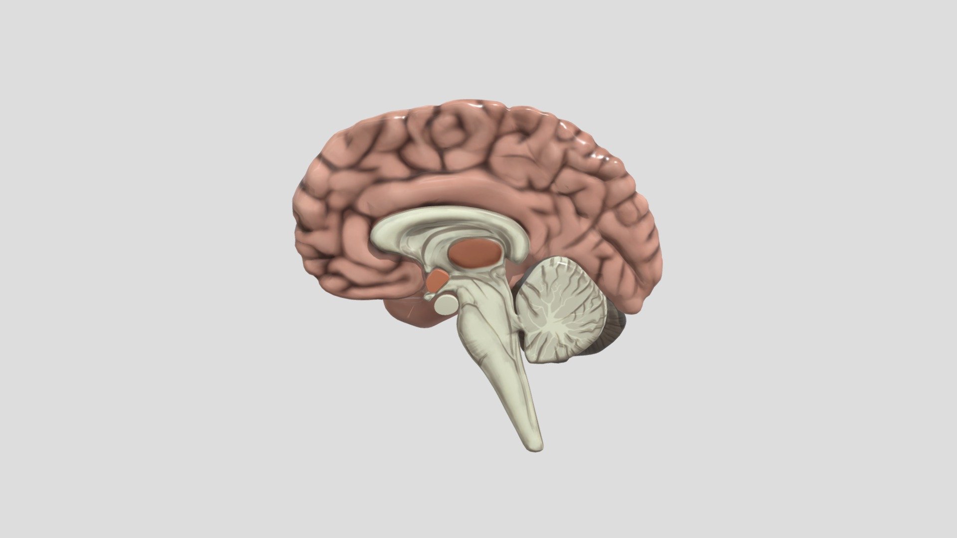 Brain - Download Free 3D model by Theresia Budi L (@thresbl) [71a275c ...