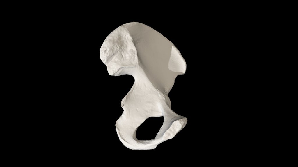 Human Pelvic Bone - Download Free 3D model by Eric Bauer (@ebauer4