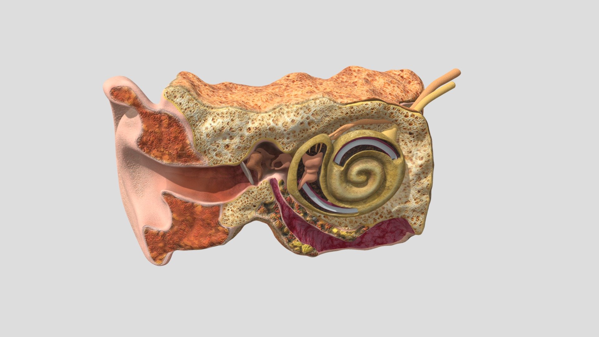 Ear Parts Textured - 3D model by fxmedia [71a4f00] - Sketchfab