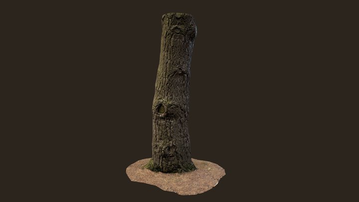 3D scanned Tree trunk 10 3D Model