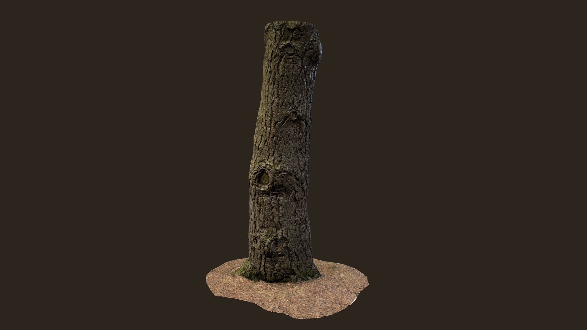 3D scanned Tree trunk 10