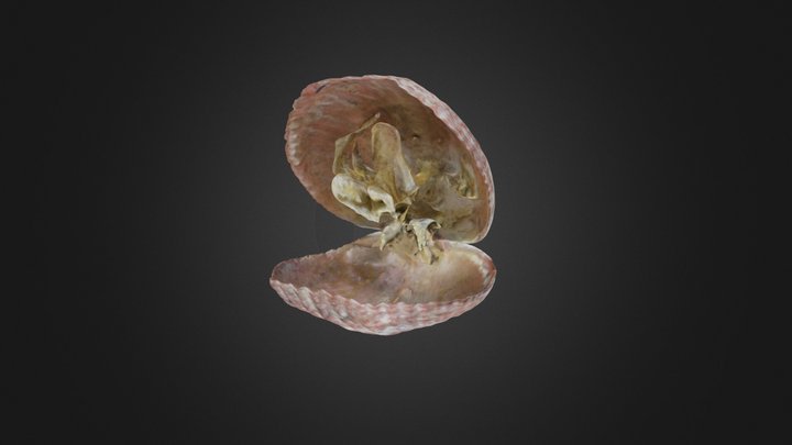 Modern Brachiopod Animation – Modello 3D gratuito STL