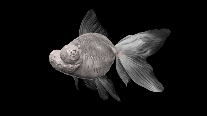 black moor goldfish 3D Model