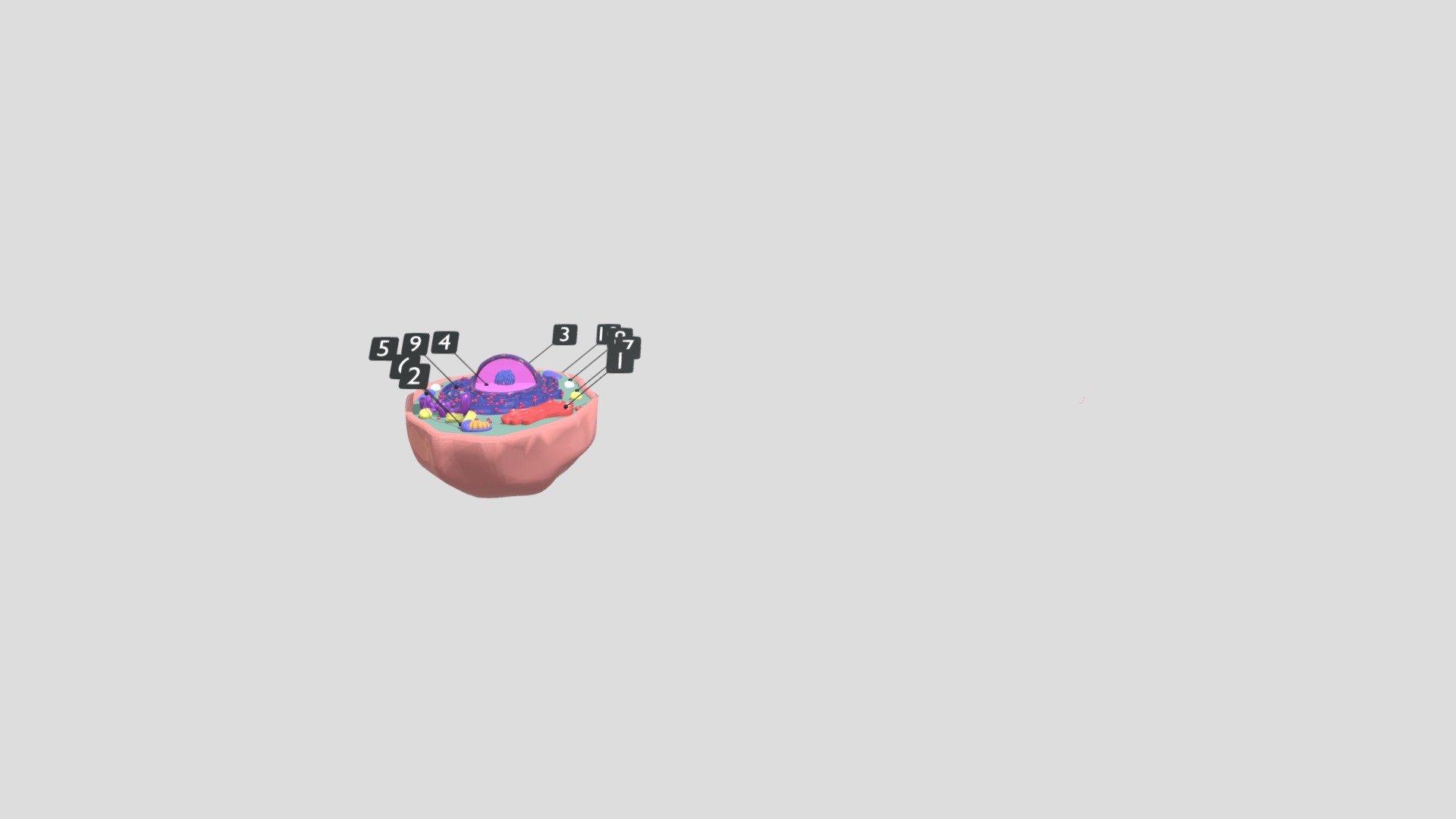 Animal cell