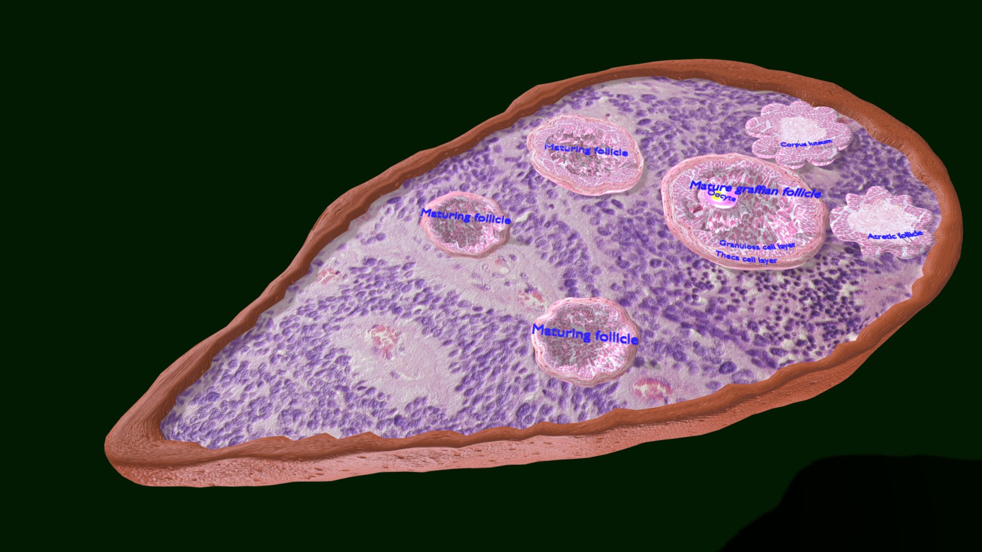 3D model Ovary Cross Section - This is a 3D model of the Ovary Cross Section. The 3D model is about a close-up of a petri dish.