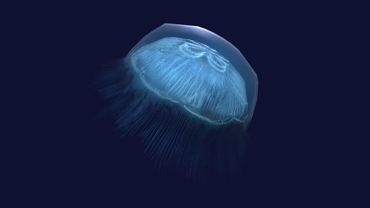 Jellyfish Aurelia 3D Model