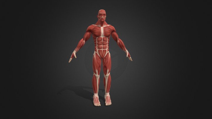 Musculature 3D models - Sketchfab