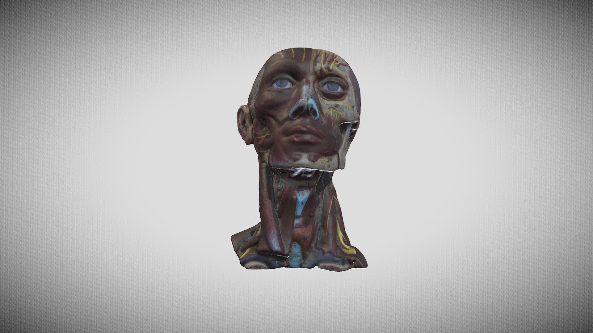 Head model