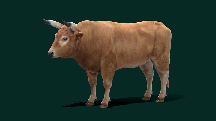 Ox Bull  Animal (Low Poly) 3D Model