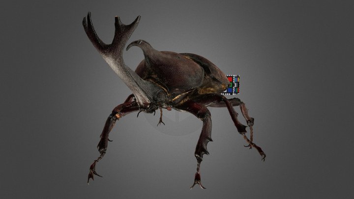 CC0 カブトムシ ♂ 70mm Japanese Rhinoceros Beetle