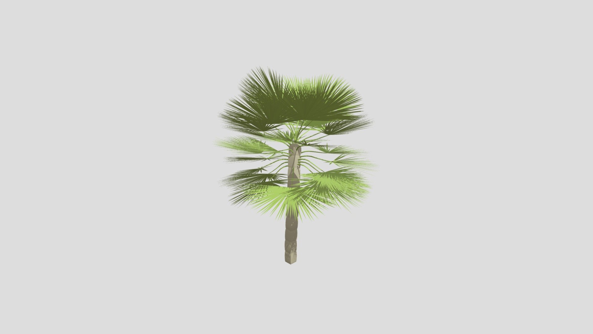 Fan palm tree