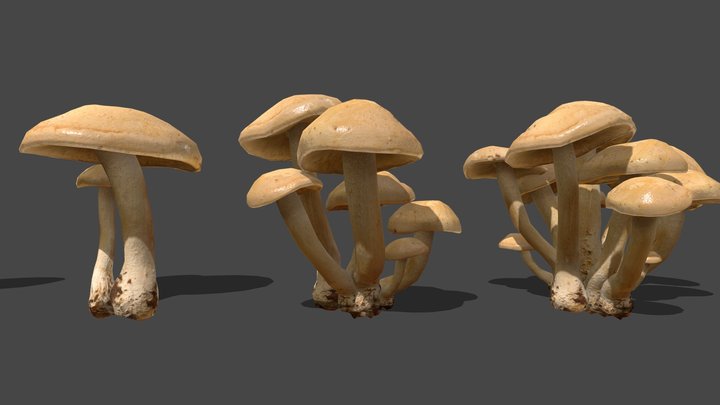 Mushroom_1 3D Model