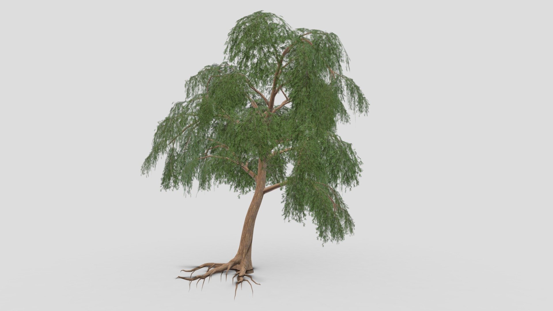 Prosopis Tree- 08 - Buy Royalty Free 3D model by ASMA3D [71cc0e0 ...
