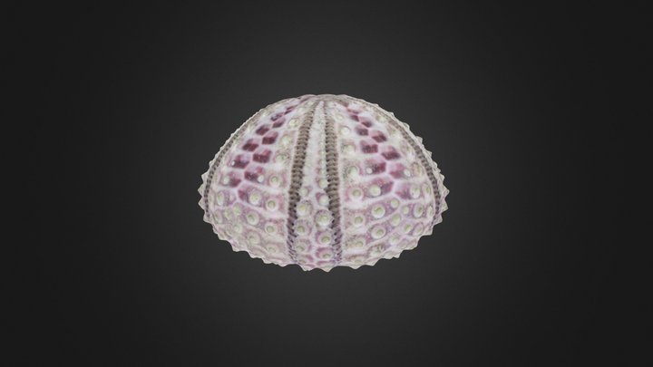 Echinoid (regular) (PRI 76790)