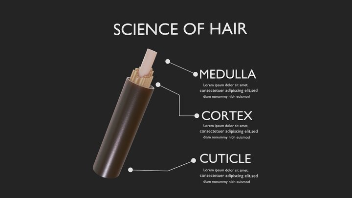 Science of Hair Anatomy 3D Model