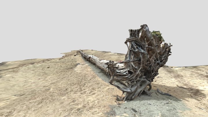 Beach log 3D Model
