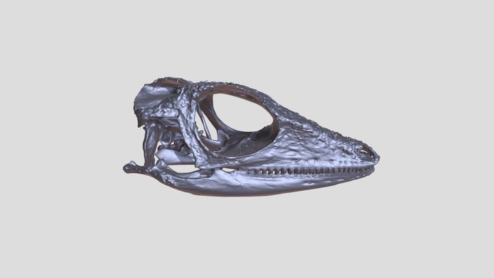 Skull of Anolis equestris (knight anole) 3D Model
