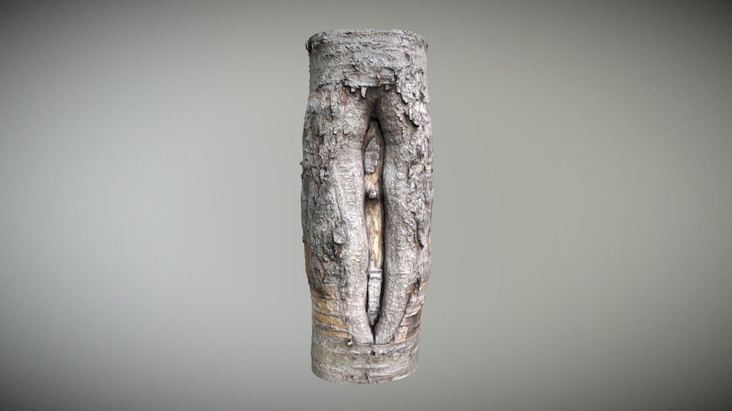 An overgrown wound on a tree