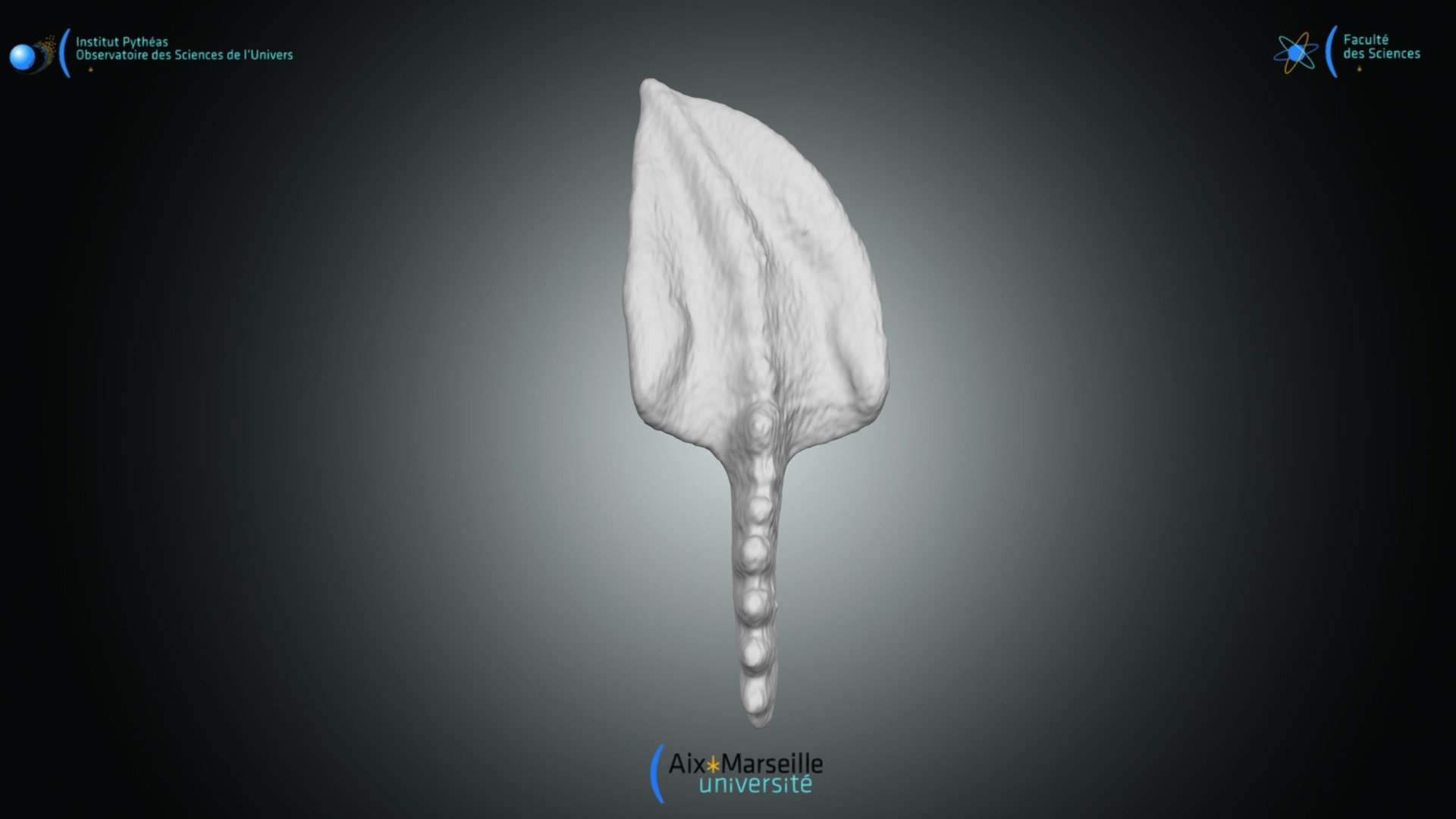 Conodonte - Polygnathus communis P1 sénestre - Download Free 3D model ...