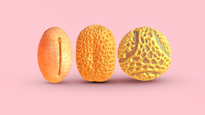 Pollen grains Multi Pack 3D Model
