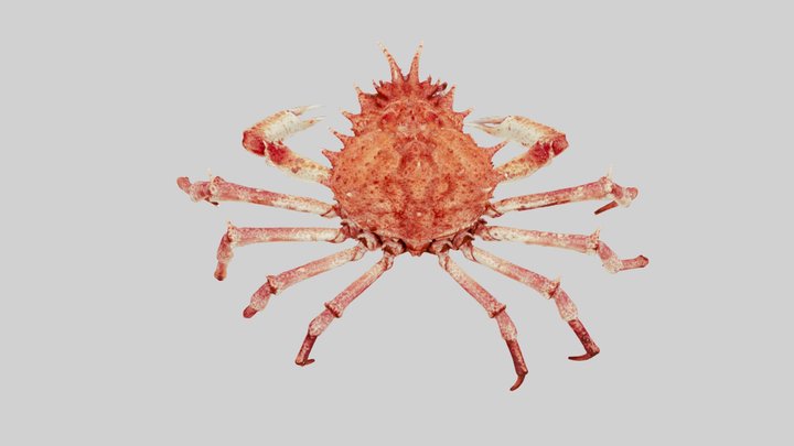 Neomaja goltziana 3D Model