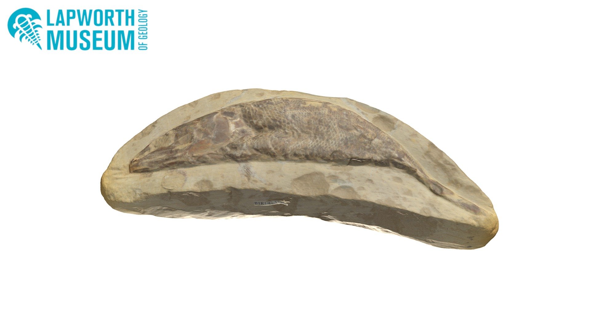 Cretaceous fossil fish BIRUG 10210