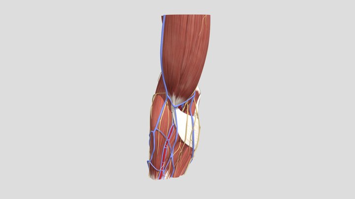 R. Elbow anatomy 3D Model