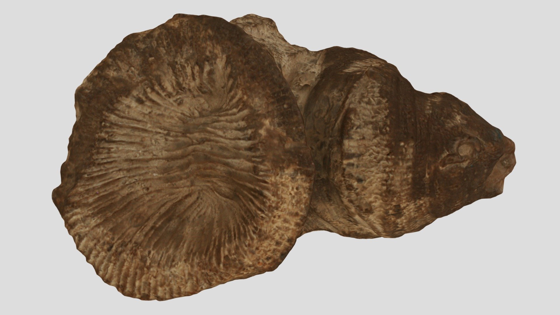 Zaphrentis sp.