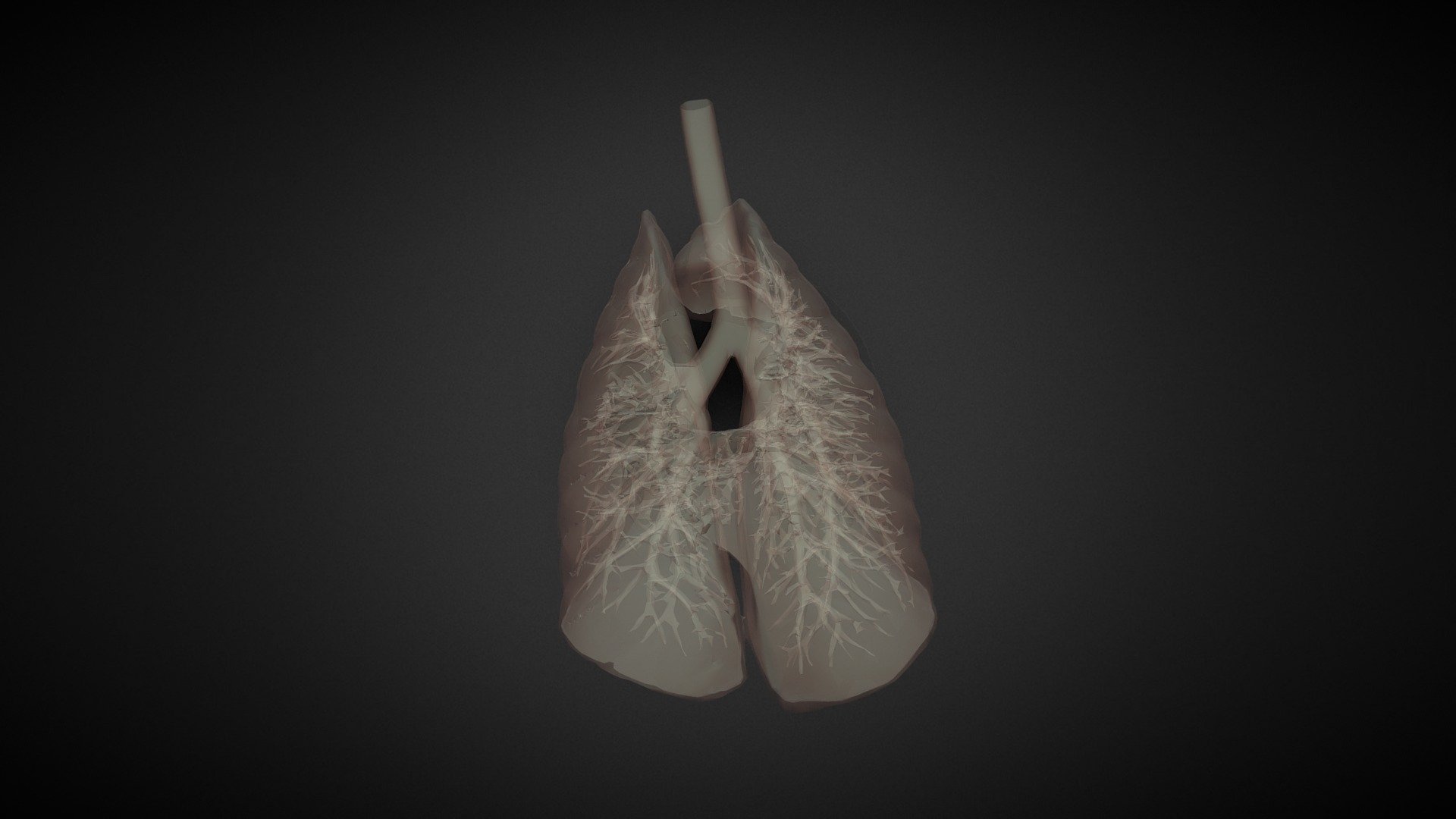 Abnormal: Lungs - Download Free 3D model by Amogh Batwal (@amoghbatwal ...